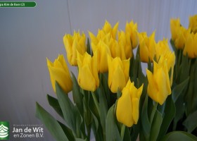 Tulipa Kim de Boer (2)