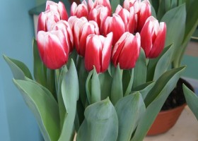Tulipa L 2-25 (1)