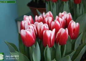 Tulipa L 2-25 (2)