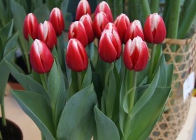 Tulipa L 2-6 (1)
