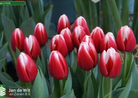 Tulipa L 2-6 (2)