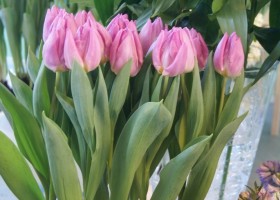 Tulipa Light Pink Prince (1)
