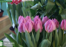Tulipa Light Pink Prince (2)