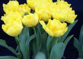 Tulipa Limousine (1)