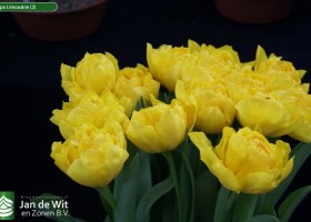 Tulipa Limousine (2)