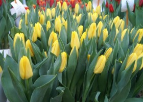 Tulipa Lion's Glory (1)