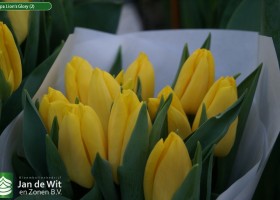 Tulipa Lion's Glory (2)