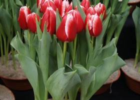 Tulipa Long Island (1)