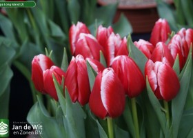 Tulipa Long Island (2)