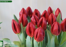 Tulipa Love Flight (2)