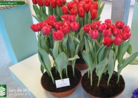 Tulipa Love Magic (1)