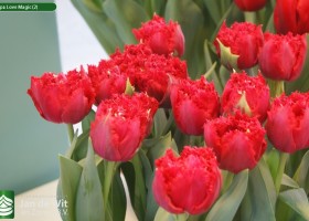 Tulipa Love Magic (2)