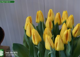 Tulipa Magic Flight (2)