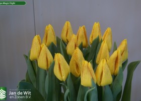 Tulipa Magic Flight