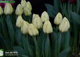 Tulipa Malaysia (2)