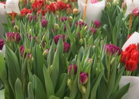 Tulipa Mariola (1)