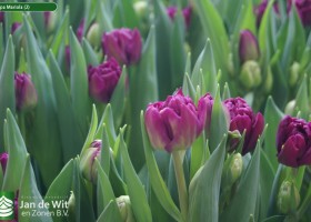Tulipa Mariola (2)
