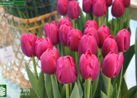 Tulipa Matangi (2)