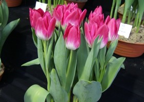 Tulipa Memphis (1)
