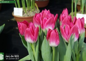 Tulipa Memphis (2)