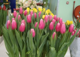 Tulipa Milkshake (1)