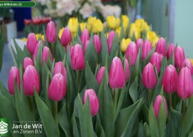Tulipa Milkshake (2)