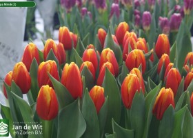 Tulipa Minsk (2)