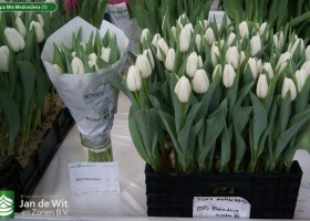 Tulipa Mrs Medvedeva (1)