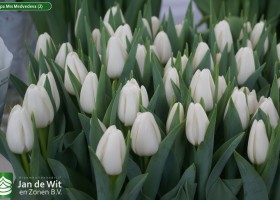 Tulipa Mrs Medvedeva (2)