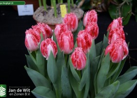 Tulipa Negligé (2)