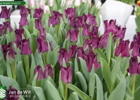 Tulipa Negrita Picture (1)