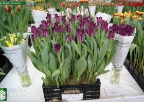 Tulipa Negrita Picture (2)