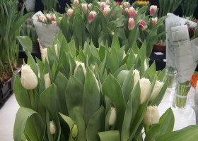 Tulipa North Pole (1)