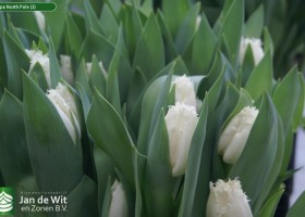 Tulipa North Pole (2)