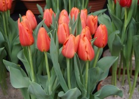 Tulipa Orange Juice (1)