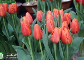 Tulipa Orange Juice (2)