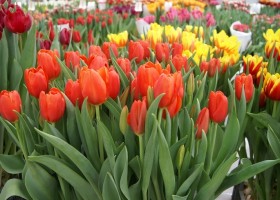 Tulipa Orange Juice (3)