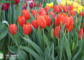 Tulipa Orange Juice (4)