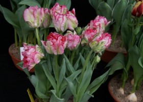 Tulipa Parkiet Angelique (1)