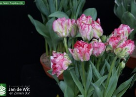 Tulipa Parkiet Angelique (2)