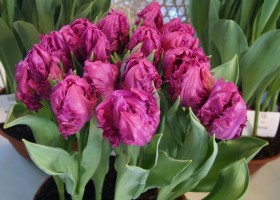 Tulipa Parrot Prince (1)