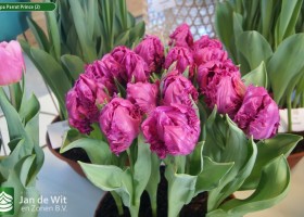 Tulipa Parrot Prince (2)