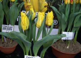 Tulipa Parrot Strong Gold (1)