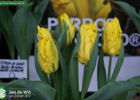 Tulipa Parrot Strong Gold (2)