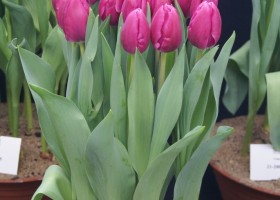 Tulipa Pink Dolphin (1)