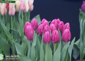 Tulipa Pink Dolphin (2)