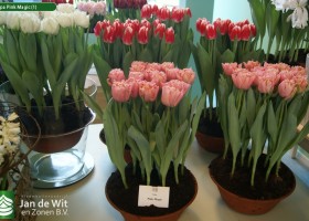 Tulipa Pink Magic (1)