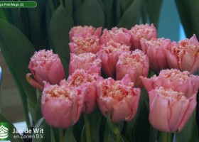Tulipa Pink Magic (2)
