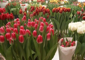 Tulipa Pink Stone (1)