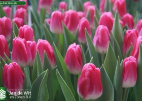 Tulipa Pink Stone (2)